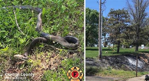 Snake Receives '12,000 Volts Shock' After Crawling Into 